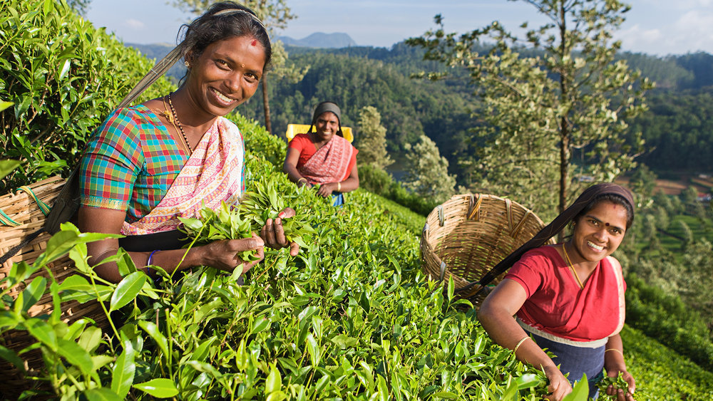 Tea Plantations